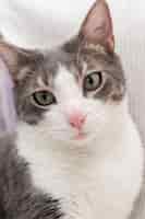 Бесплатное фото Портрет очаровательной домашней кошки