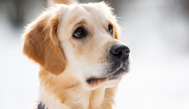 優しい目で美しいゴールデンレトリバー犬の肖像画は Wに分離されたかわいい犬の顔を離れて見ています プレミアム写真