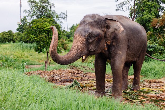 Бесплатное фото Портрет красивого тайского азиатского слона стоит на зеленом поле слон с обрезанными бивнями