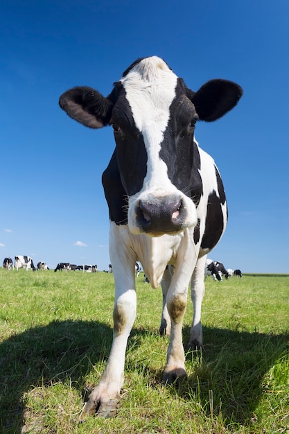 Портрет черно-белой коровы на зеленой траве и голубом небе