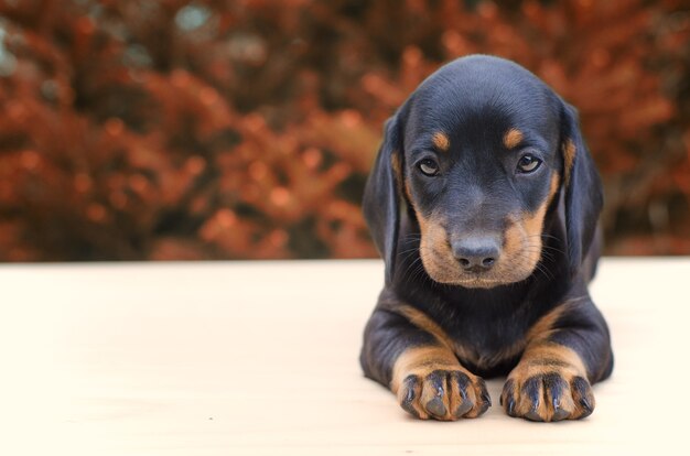 白で隔離かわいい純血種のミニチュアダックスフント犬 プレミアム写真