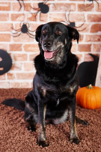 Бесплатное фото Портрет черной собаки, смотрящей вверх