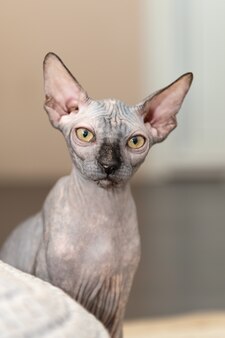 自宅で髪のない猫のスフィンクスの肖像画 プレミアム写真 自宅で髪のない猫のスフィンクスの肖像画 プレミアム写真