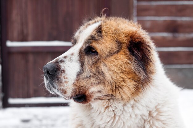 中央アジア羊飼いの犬 プレミアム写真