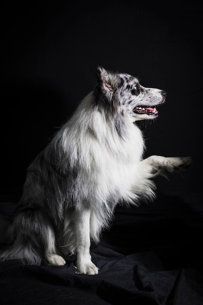 かわいいボーダーコリー犬の肖像画