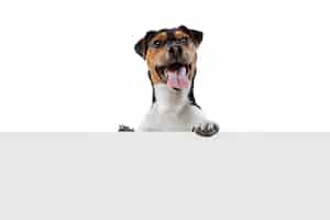 無料写真 白いスタジオの背景に分離されたポーズで舌を突き出してかわいい陽気な犬の肖像画