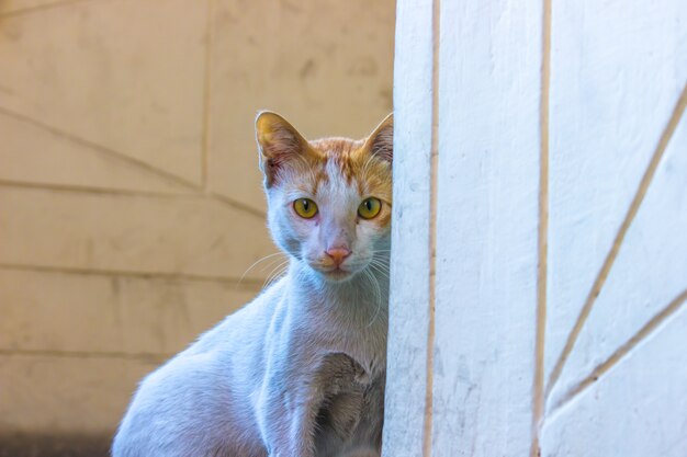 黄色い​目​と​ひげ​が​素敵な​かわいい​見た目​の​猫​の​肖像画​柔らかな​ふわふわ​純血種​の​ストレートイヤー