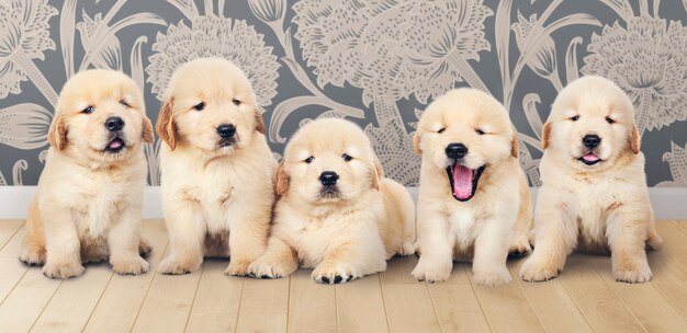子犬 画像 無料のベクター ストックフォト Psd 子犬 画像 無料のベクター ストックフォト Psd