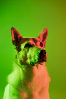 グラデーション​照明​で​ジャーマンシェパード犬​の​肖像画