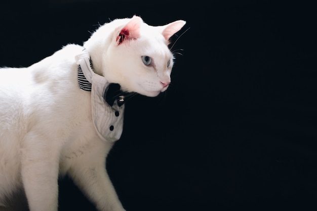 Портрет tuxedo белый кошка носить костюм, концепция животных моды. Premium Фотографии