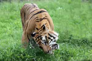 Бесплатное фото Портрет молодого бенгальского тигра крупный план головы бенгальского тигра