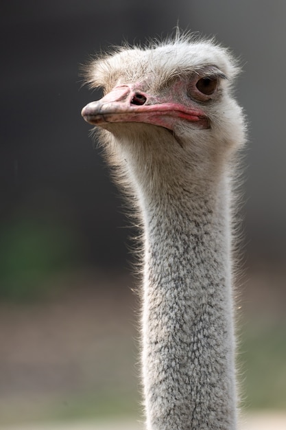 Portrait of an ostrich in the blurred gray background