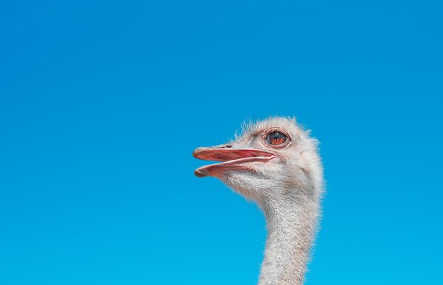 Portrait of an ostrich head with a neck against the blue sky The gaze of the bird is directed to the side Closeup with copy space for text advertising space