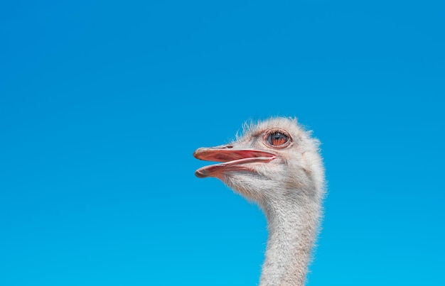 Портрет головы страуса с шеей на фоне голубого неба. Взгляд птицы направлен в сторону. Крупный план с копией пространства для текстовой рекламы.