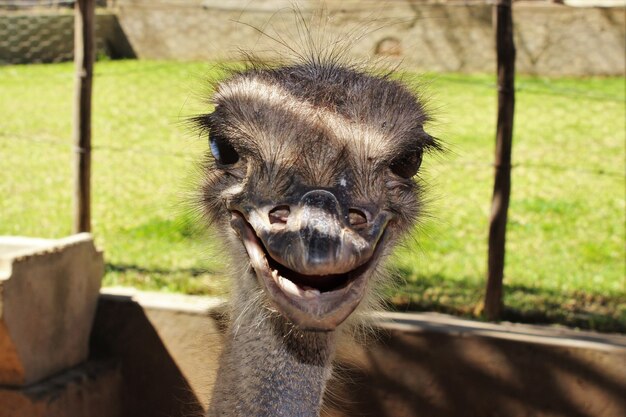 Portrait of an ostrich smiling in his cage