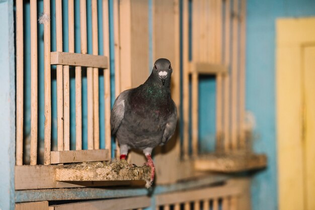 鳩の肖像