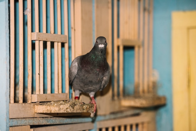 Portrait of perched pigeon