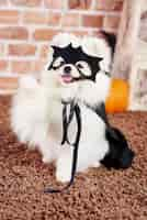 Free photo portrait of playful dog in halloween costume