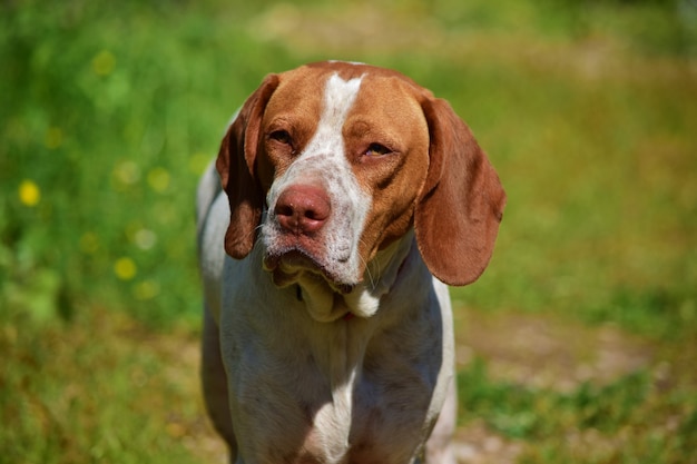 Portrait of a pointer mix hunting dog  in the Maltese countryside