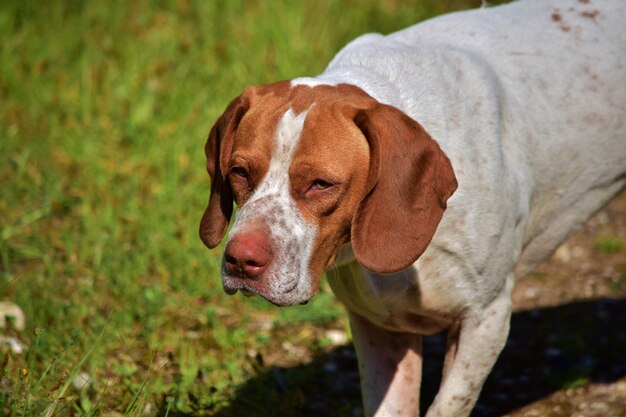 Portrait of a pointer mix hunting dog  in the Maltese countryside