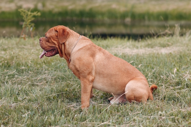 Портретный профиль бордоский дог. домашнее животное мастиф собаки.