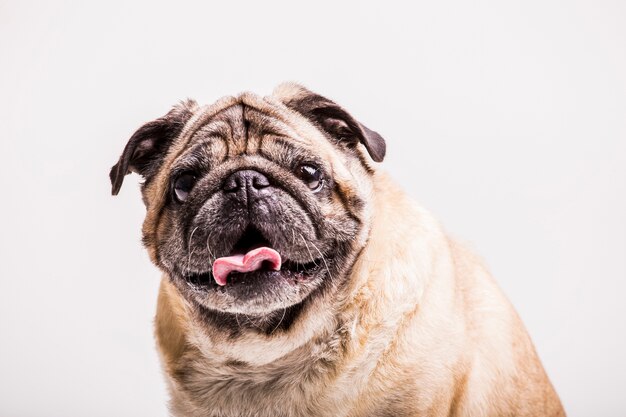 Portrait of pug dog with its tongue out looking at camera