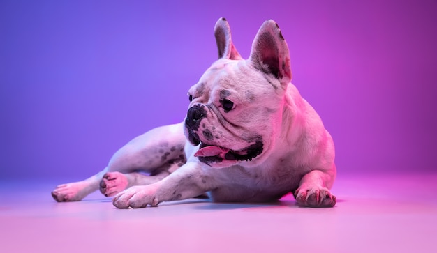 Portrait of purebred dog bulldog isolated over studio surface in neon gradient pink purple light.