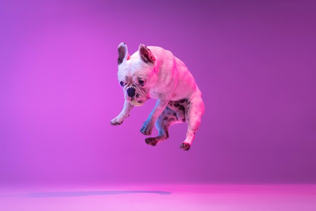 純血種の犬のブルドッグの肖像画は、ネオングラデーションピンク紫の光でスタジオの背景の上に分離されました