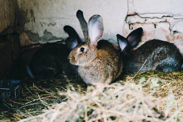 Portrait of a rabbit on the grass