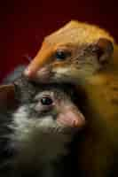 Free photo portrait of rats or hamsters