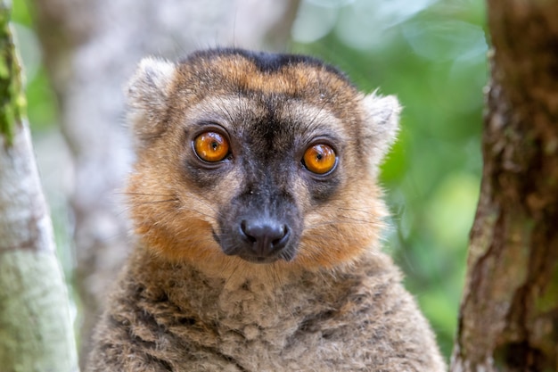 The portrait of a red lemur in its natural environment Premium Photo