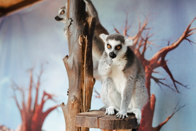 Portrait of ring-tailed lemur on tree in the zoo