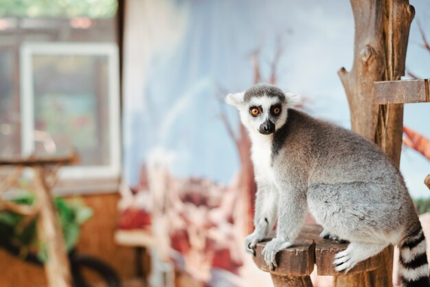 Portrait of ring-tailed lemur on wooden post