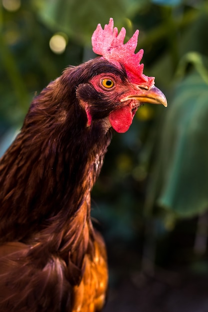 Portrait of a rooster