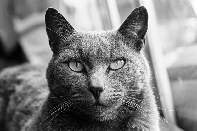 Portrait of a Russian Blue tabby cat looking directly