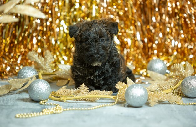 黄金色のスコティッシュテリアの子犬の肖像画