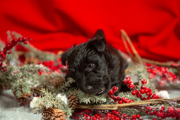 Free photo portrait of scottish terrier puppy on red