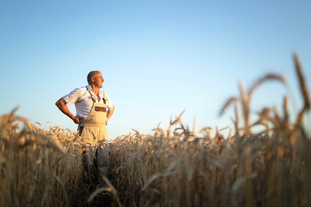 Портрет старшего фермера-агронома в пшеничном поле, глядя вдаль