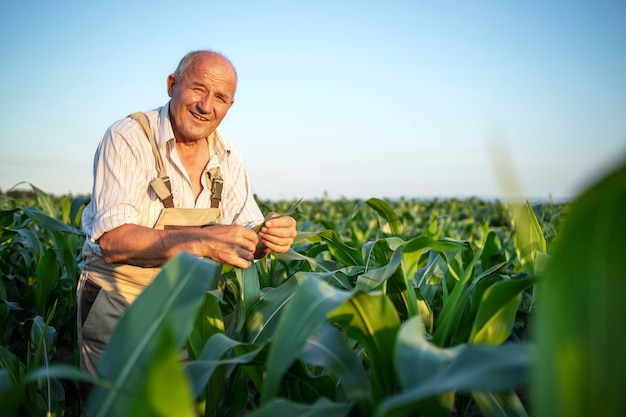 Портрет старшего трудолюбивого фермера-агронома на кукурузном поле, проверяющего урожай перед сбором урожая
