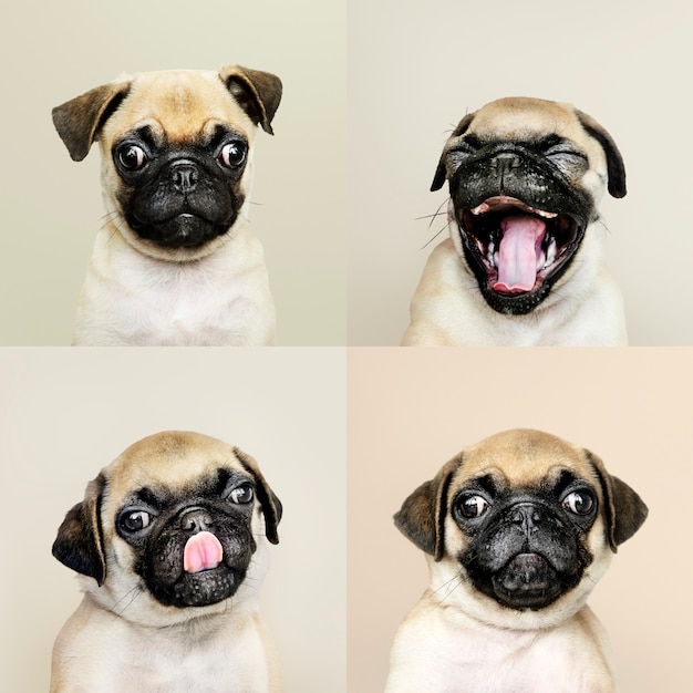 Free photo portrait set of an adorable pug puppy