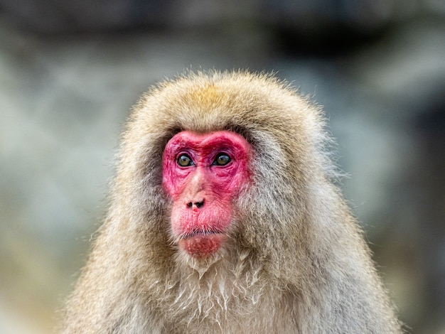 Portrait shot of an adult Japanese macaque