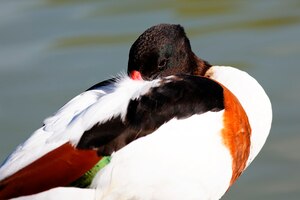 Free photo portrait of sleeping duck with water behind