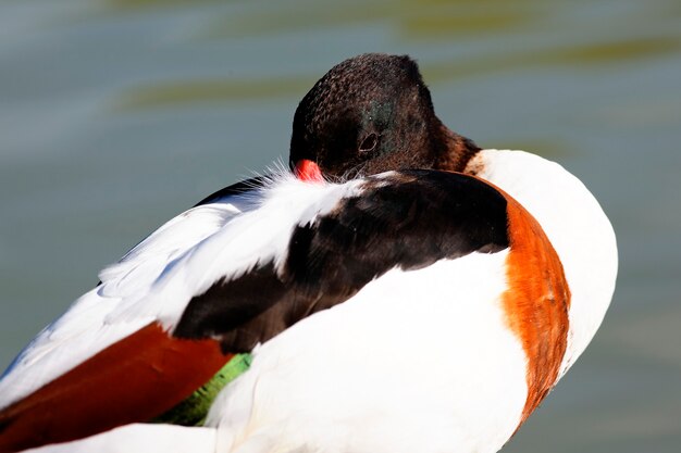 Portrait of sleeping duck with water behind