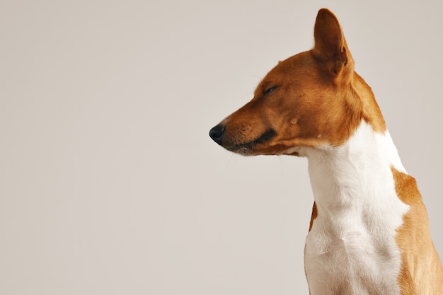 Portrait of a sleepy looking cute basenji dog with eyes half closed