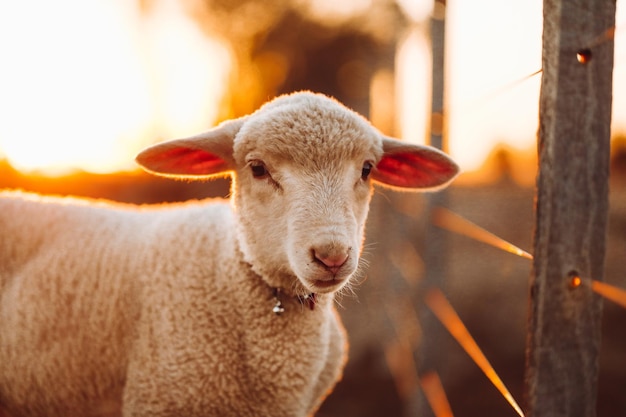 Portrait of a small adorable lamb in the field near the fence at sunset