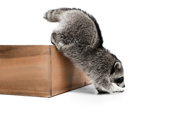 portrait of small white grey raccoon isolated on white