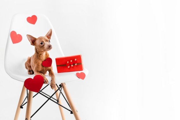 Portrait of tiny chihuahua dog sitting on a chair