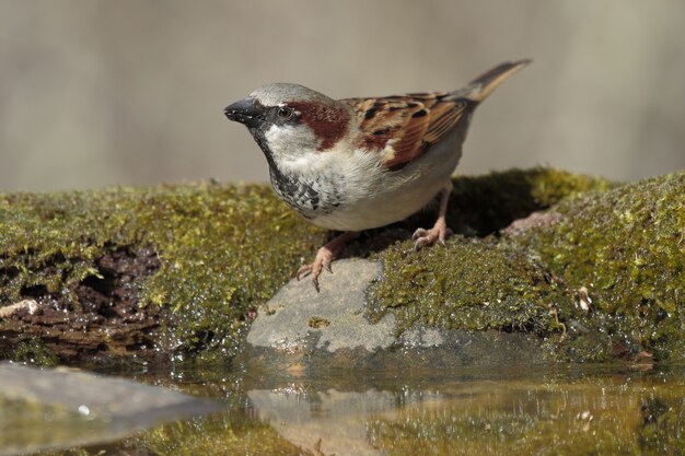 portrait of a tiny sparrow on the rock covered in mosses and water under the sunlight