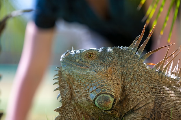 Foto gratuita ritratto di iguana tropicale