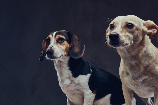 スタジオの暗い背景に2匹のかわいい犬種の犬の肖像画。